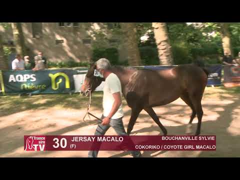Sprinter Sacré Show 2021 : Lot 30 - Jersay Macalo