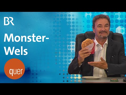 quer Schlussrunde: Monster-Wels sorgt für Schlagzeilen | quer vom BR