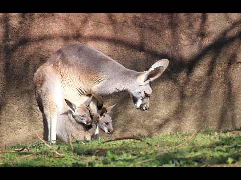 download lagu mp3 mp4 Kangaroo Ride Share, download lagu Kangaroo Ride Share gratis, unduh video klip Kangaroo Ride Share
