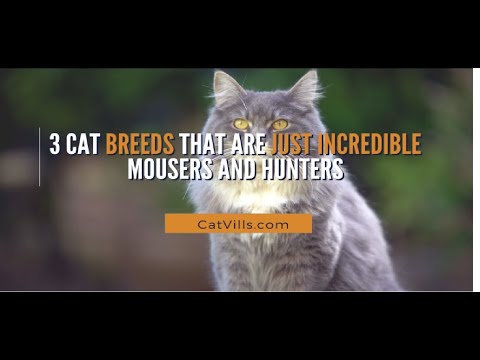 3 CAT BREEDS THAT ARE JUST INCREDIBLE MOUSERS AND HUNTERS