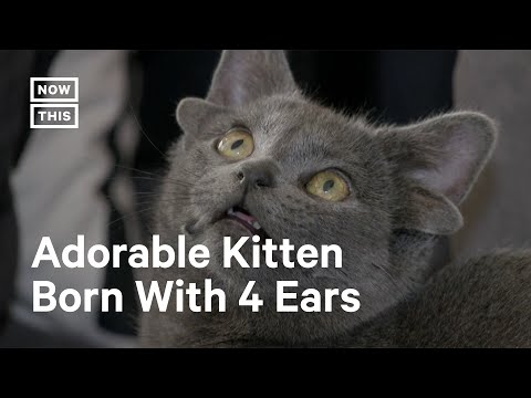 Kitten Born With Four Ears Steals Internet's Heart