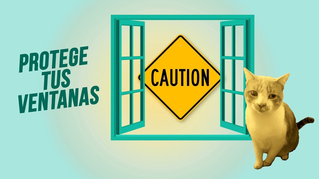 Watch ¿Redes, mallas, ventanas abatibles... 🏠🐾😼| ¿Cómo proteger a tu gato en casa de accidentes Now ¿Redes, mallas, ventanas abatibles... 🏠🐾😼| ¿Cómo proteger a tu gato en casa de accidentes