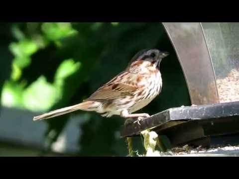 Song Sparrow At Feeder