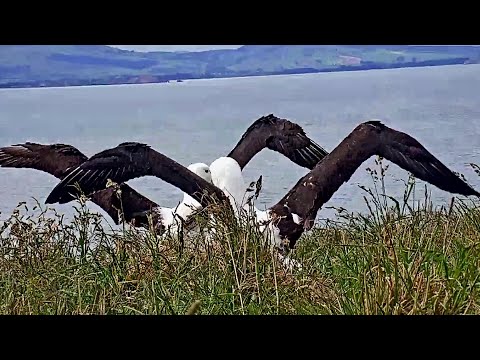 Royal Albatross~A strange male mated with LGL~4:58 pm 2020/11/10