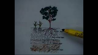 Soil â€“ Water - Plant Relationships