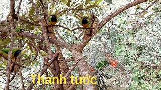 Download lagu Thanh tước Bẫy chim thanh tước ngoài tự nhiên quá đẹp// Minh Tây Bắc mp3 Download lagu Thanh tước Bẫy chim thanh tước ngoài tự nhiên quá đẹp// Minh Tây Bắc mp3