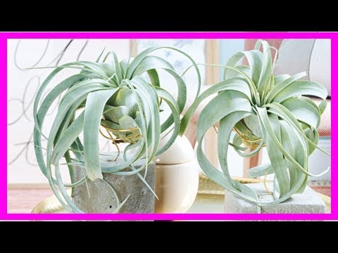 Wir bauen auf Beton: Pflanzenhalter für Tillandsien