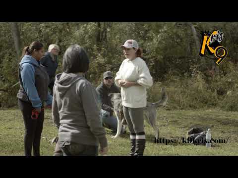 K9 Kris & King K9 Commercial