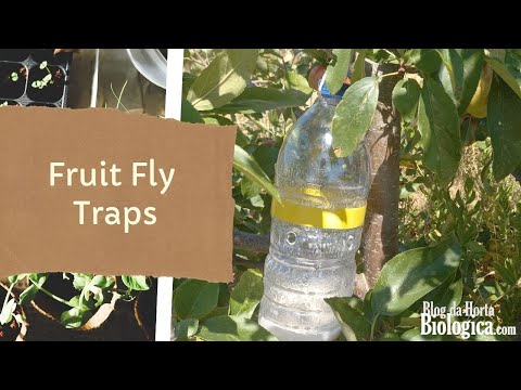 How To Make Fruit Fly Traps | Homemade Natural Recipes