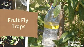 How To Make Fruit Fly Traps | Homemade Natural Recipes