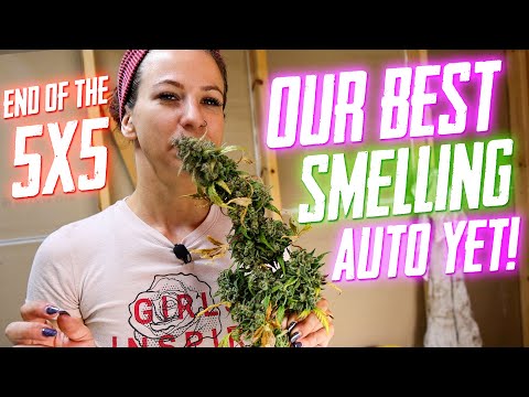 Our Best Smelling Auto Yet!