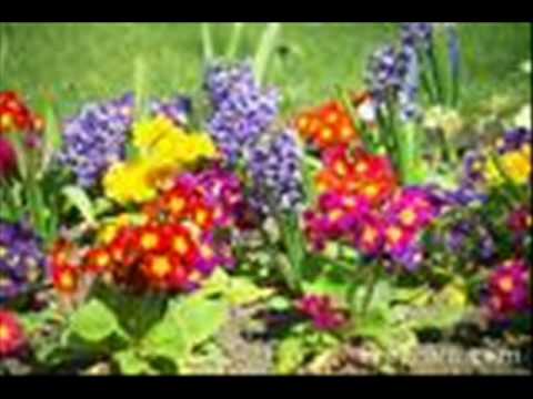 In The Merry Month Of Maybe-Frank Auburn Orchestra.wmv