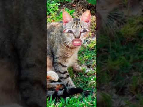 House Vs. Street Cats #dimpey6