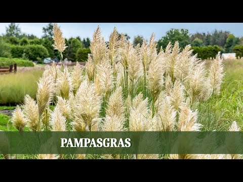 Pampasgras Cortaderia: Pflanzung, Pflege, Rückschnitt und Winter-Schutz