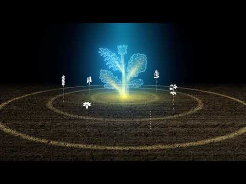 KWS FIT4NEXT - Zwischenfrucht-Mischungen, die stärken.