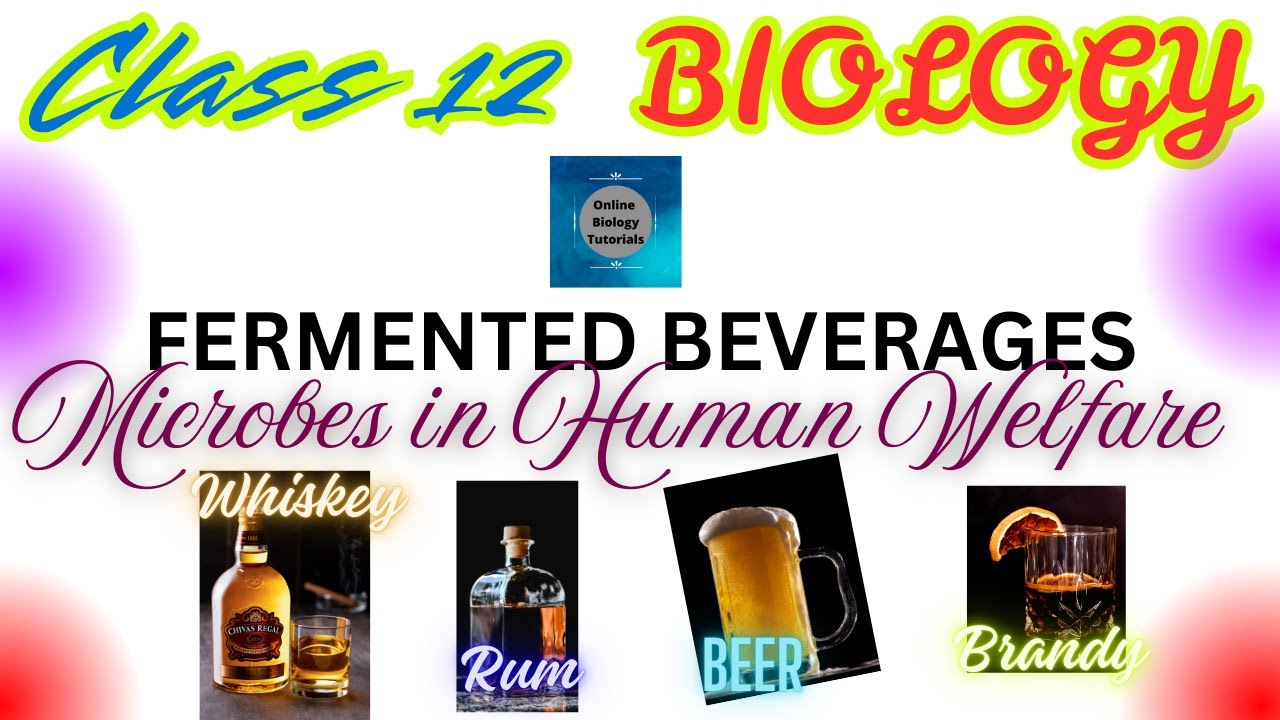 Alcoholic Fermentation | Fermented Beverages | Microbes in human welfare | Class 12 Biology