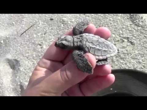 Loggerhead Sea Turtle Hatchling Rescue!!!