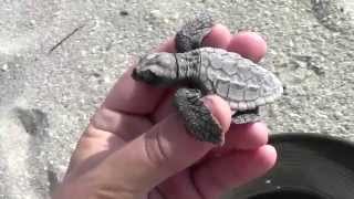 Loggerhead Sea Turtle Hatchling Rescue