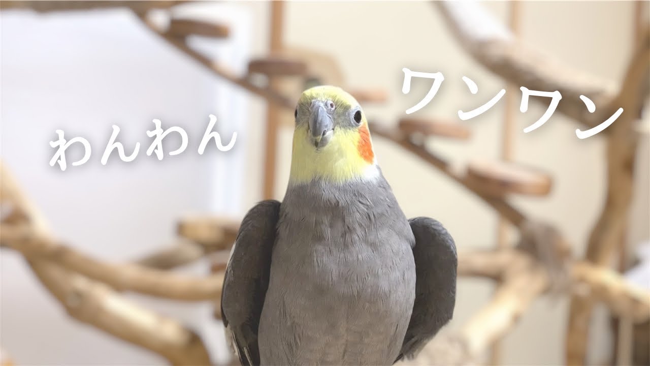 ご機嫌の時ワンちゃんになるオカメインコ/今週のコハクさん