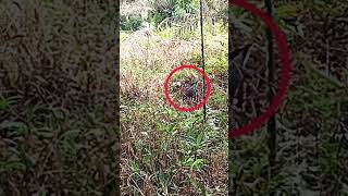 Download lagu Mikat burung ruakruak terjadi perlawanan mikat ruakruak mp3 Download lagu Mikat burung ruakruak terjadi perlawanan mikat ruakruak mp3