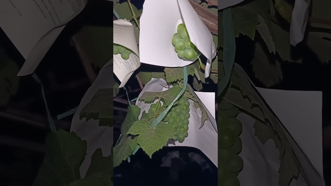 ទំពងបាយជូរ រំុក្រដាសការពារកំដៅថ្ងៃ