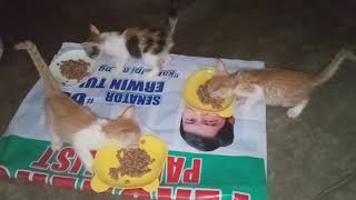 My three little kittens