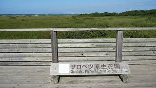 サロベツ原生花園(2024.8.30)