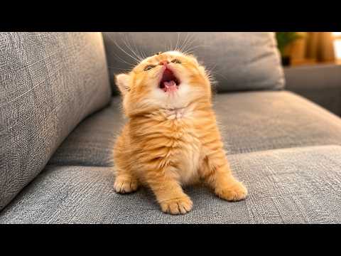 Try NOT To Cry LAUGHING at These CATS 😹 - Funniest Cat Videos Ever | Pure Fluffy Chaos 🤣