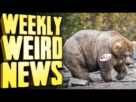 Fat Bear Week VOTER FRAUD Scandal - Weekly Weird News