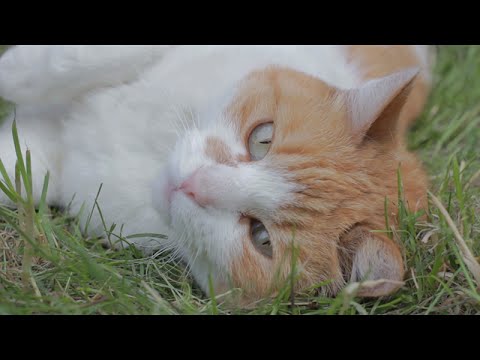 "Koty w Pałacu" ("Palace Cats")  -  trailer