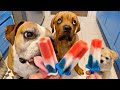 Dogs and Puppy try RocketPop Pupsicles [TRY NOT TO SMILE!]