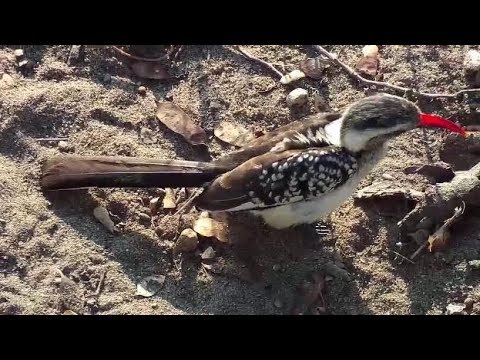 Djuma: Red-billed Hornbill looking for breakfast under the cam - 07:55 - 06/19/19