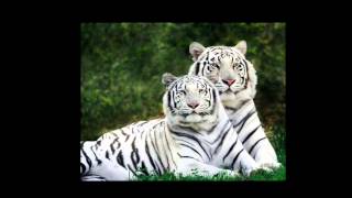 Creo que algo me ocultas