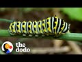 Caterpillar Morphs Into Beautiful Swallowtail Butterfly The Dodo