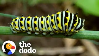 Caterpillar Morphs Into Beautiful Swallowtail Butterfly | The Dodo by The Dodo