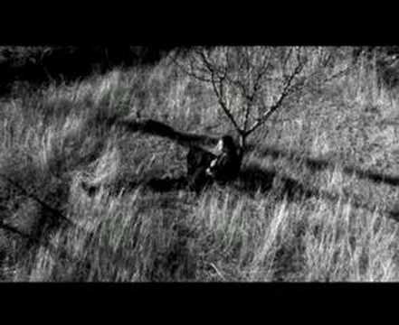 Purasevic - Beli golube