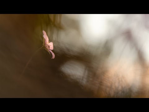 KAKO TI PREMA ALLAHOVIM STVORENJIMA, TAKO ALLAH PREMA TEBI || dr. Safet Kuduzović