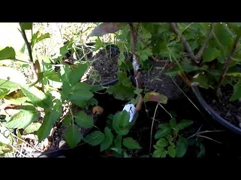 Update 1 : Unterlage selber ziehen ( rootstock cloning )