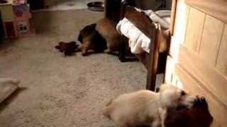 Dachshund Puppies at Play