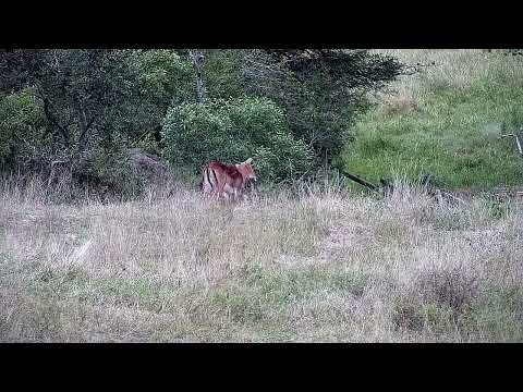 Djuma: Impala ram - 07:07 - 04/27/2022