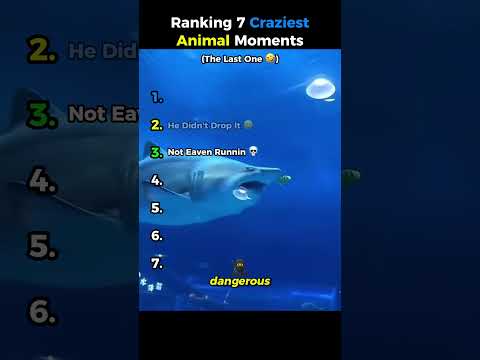 Ranking 7 Craziest Animal Clips  #usa