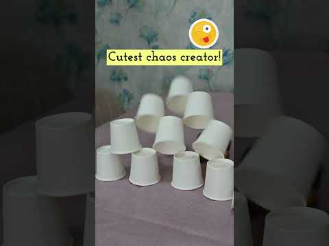 🦜 Dexter the Caique: The World's Messiest (and Cutest) Bird? 💖 #caique #dexter #funnybird #shorts