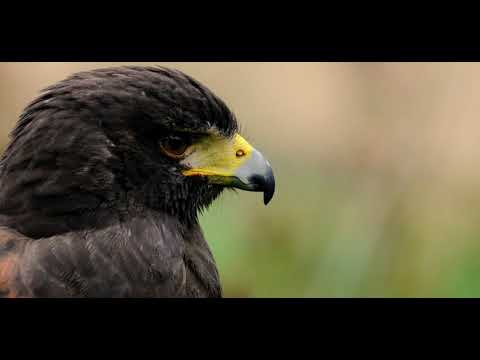 Trailer: Die verborgene Gefahr