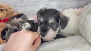 ミニチュアシュナウザーの動画01