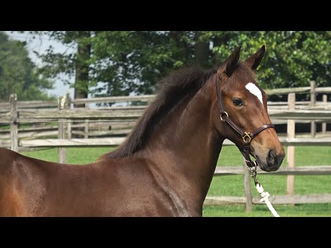 Patchouli ISF in Free Movement, August 2020 - SOLD