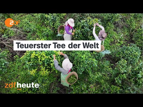 China's ancient tea paradise | auslandsjournal