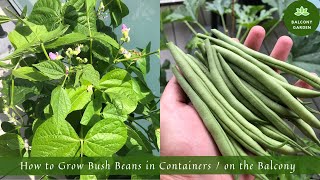 How to Grow Bush Beans in Containers / on the Balcony | From Seed to Harvest