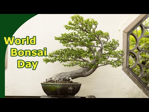 World Bonsai Day at the USA National Arboretum