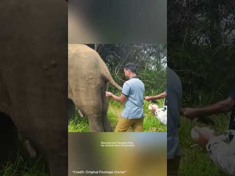 কিং কোবরার ছো*বলে মৃ*ত্যুর মুখে হাতি | অবিশ্বাস্য অ*পারেশন দেখে সবাই হতবাক
