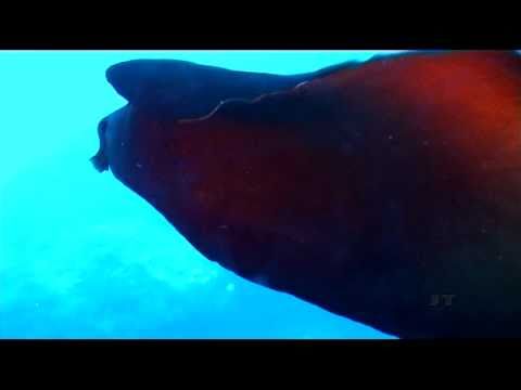 Brauner Seehase, Aplysia, Nacktschnecke, Fessej Rock, Gozo, Fessej Rock,Mgarr ix-Xini,Gozo,Malta